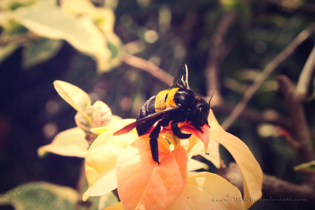 Pollen Hunter