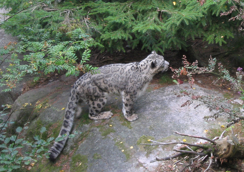 Snow leopard