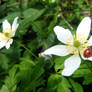 Wood anemones.