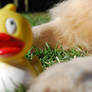 Mr. Quack-Quack