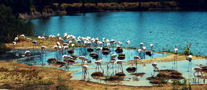 Flamingo Island