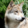 Wolf 13