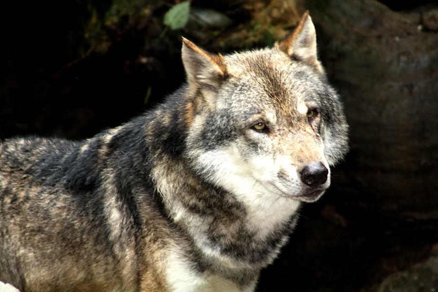 leader wolf 35 by AzureHowlShilach on DeviantArt