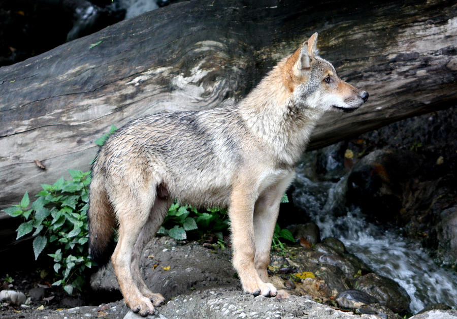 Practize for leader,wolf 39 by AzureHowlShilach on DeviantArt