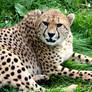 The cheetah