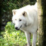 White wolf 62