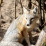 swift fox looking around