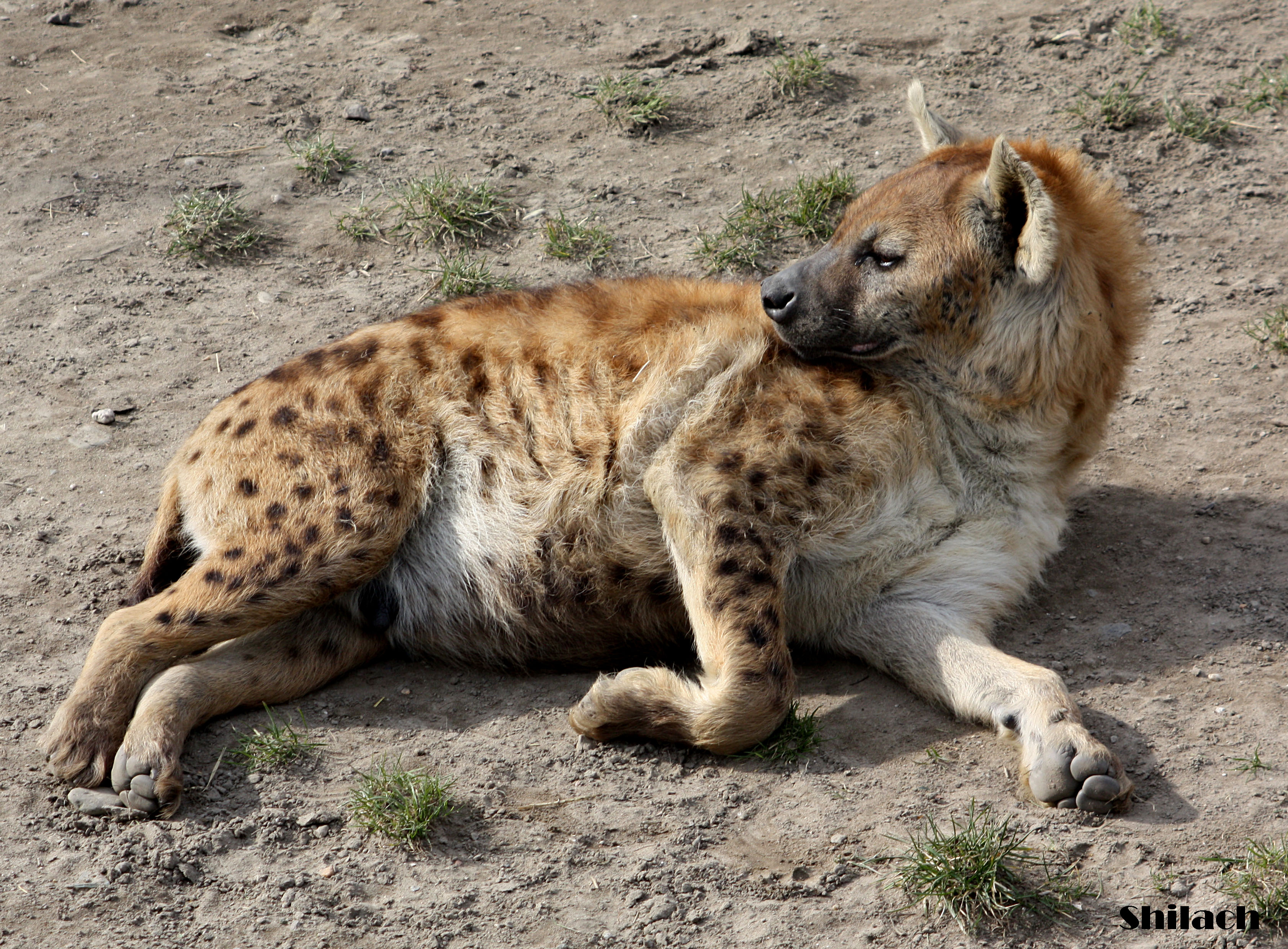 Relaxing hyena