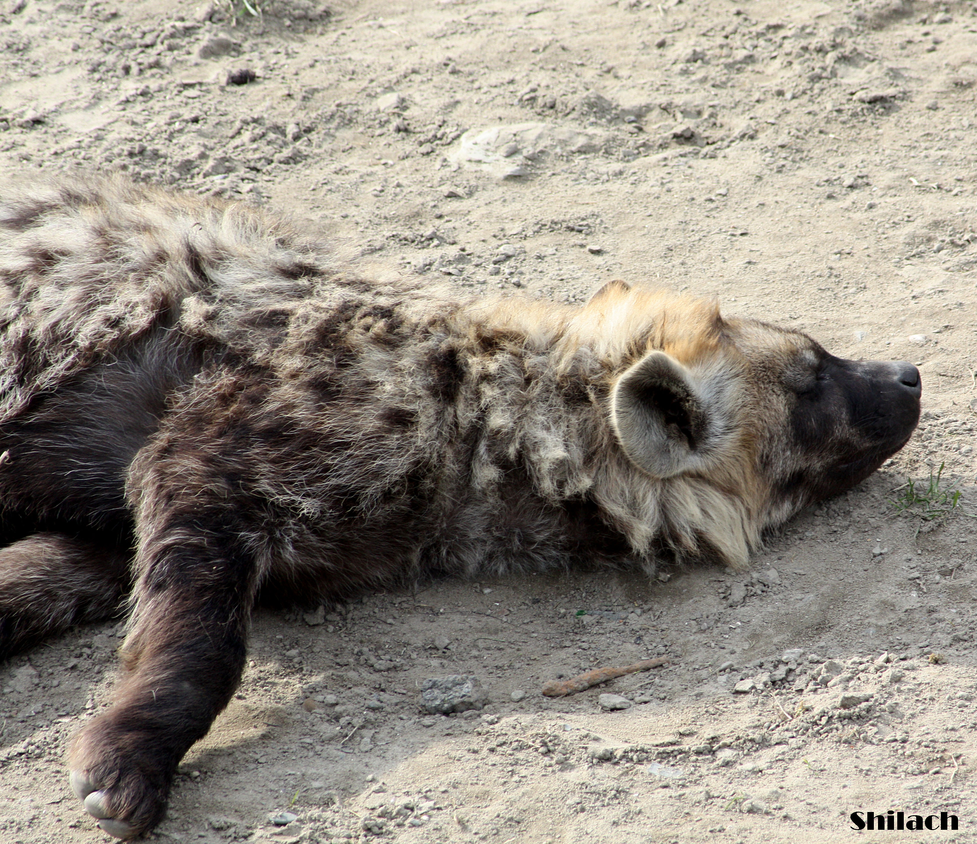 Hyena cub