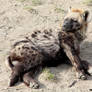 relaxing hyena cub