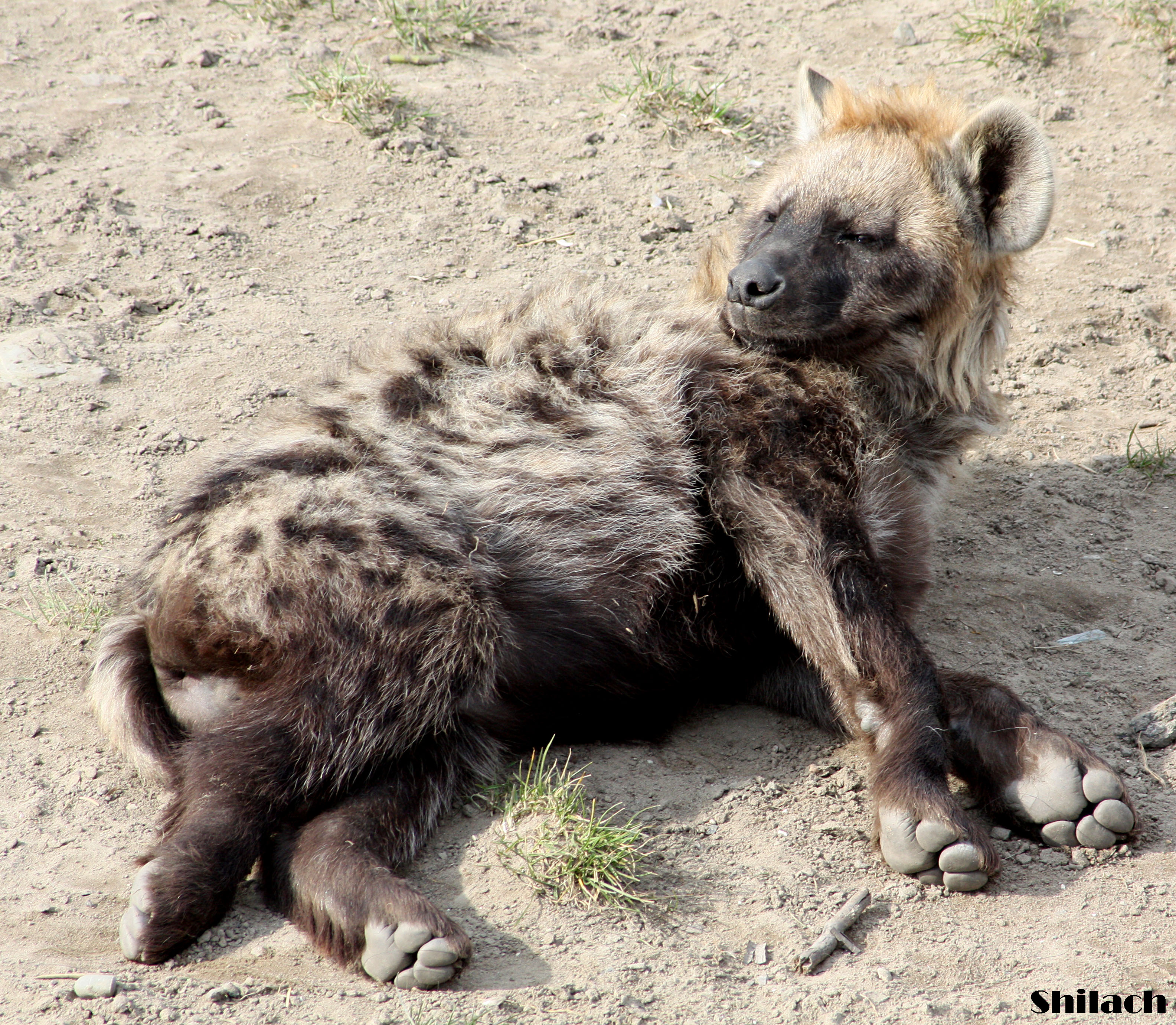 relaxing hyena cub