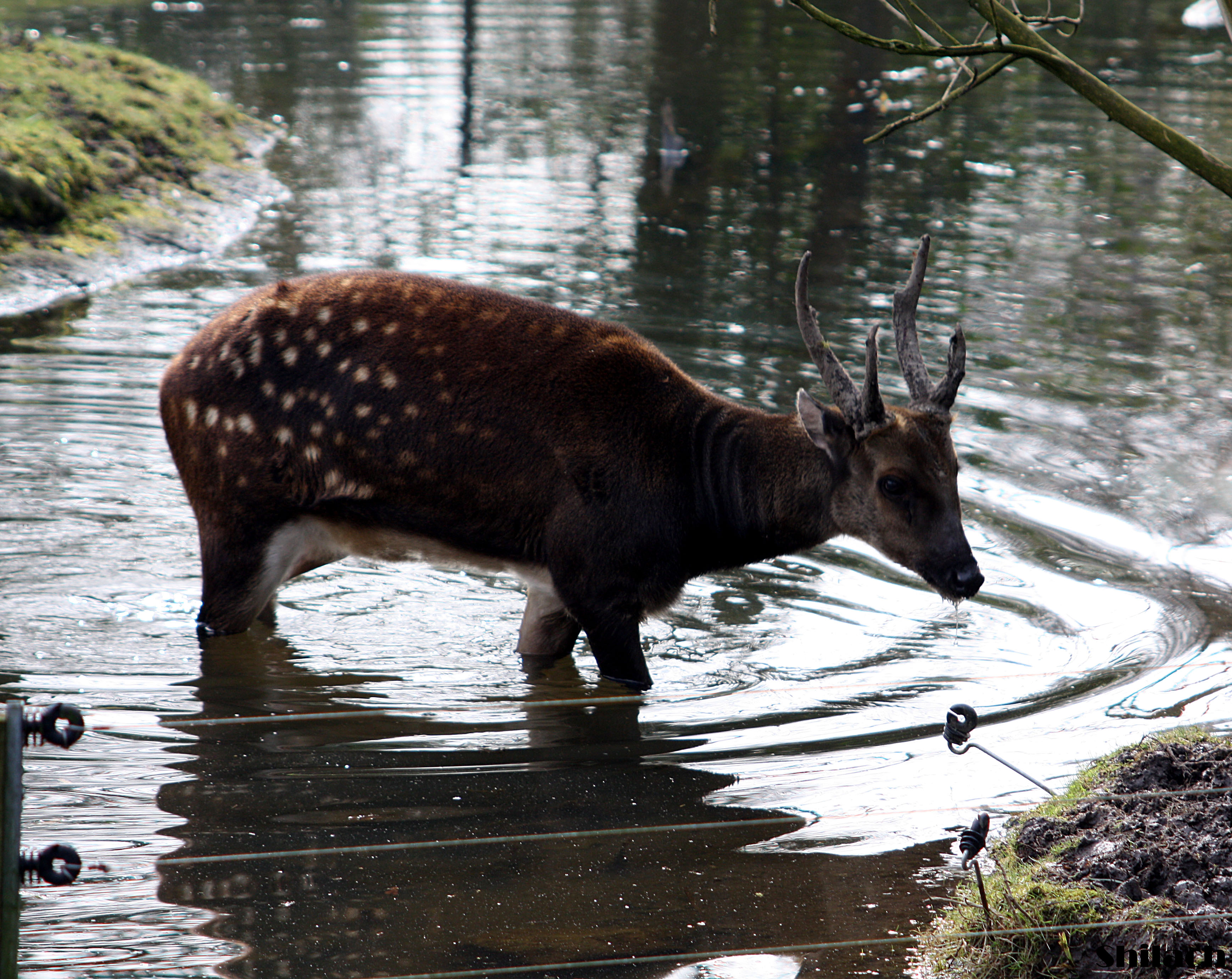 Visayan Spotted Deer