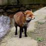 The Red Fox