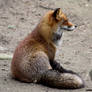 The cute Red Fox