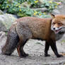 Red fox says hi