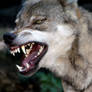 Angry wolf 153