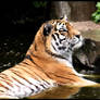 Tiger laying in water