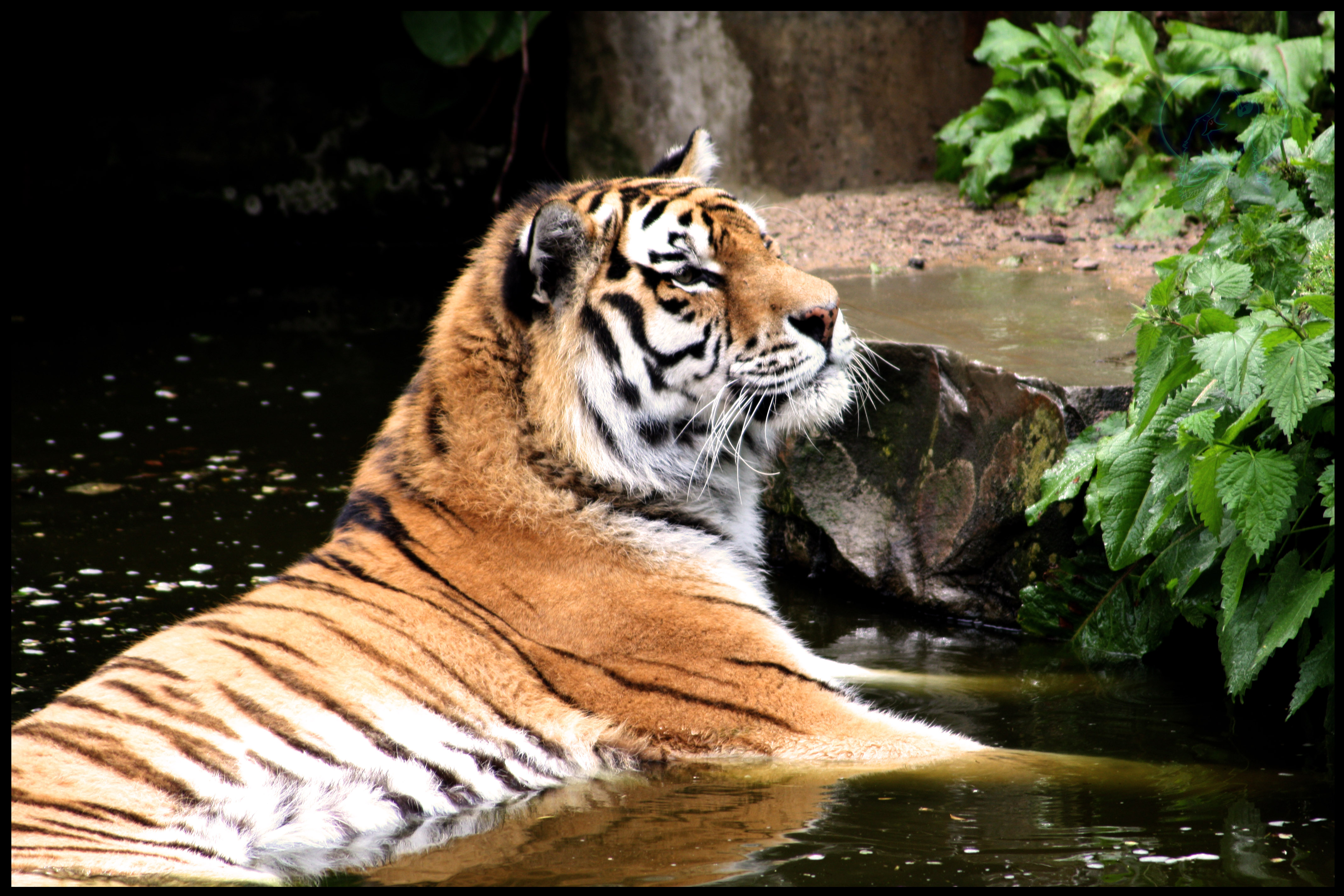 Tiger laying in water