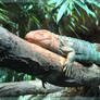 Denver zoo - Relaxing Lizard