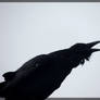 Screech of the Raven
