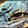 Close up Alligator