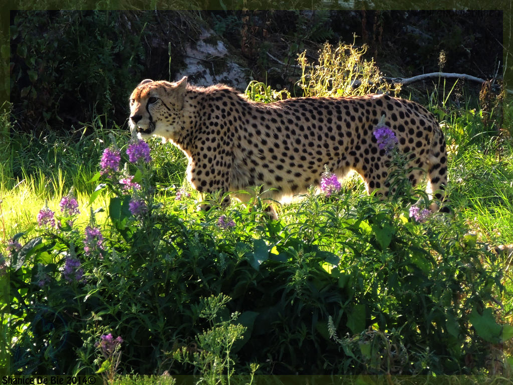 Into the flowers