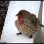 Red House Finch having a good breakfast