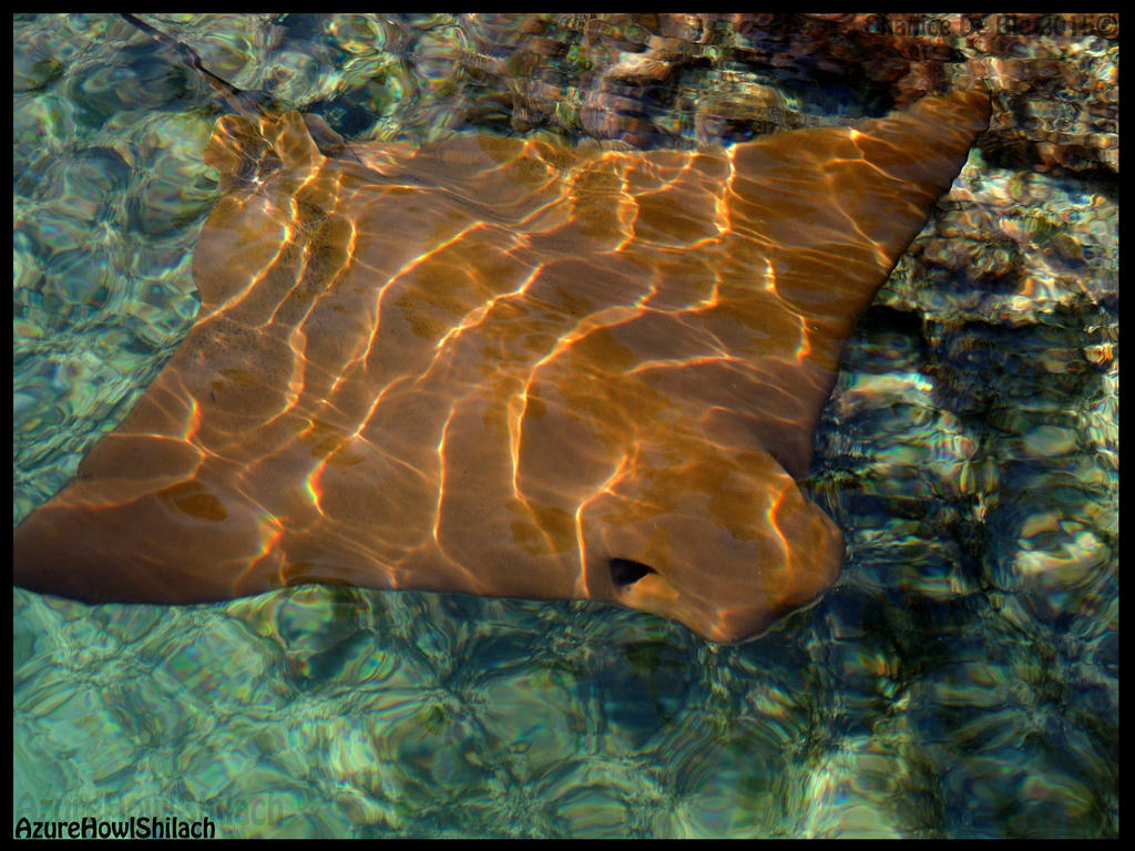 Cownose Ray by AzureHowlShilach on DeviantArt