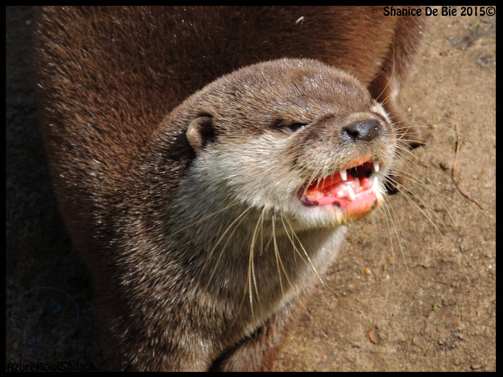 Angry Otter by AzureHowlShilach on DeviantArt