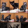 Kitten photo-shoot