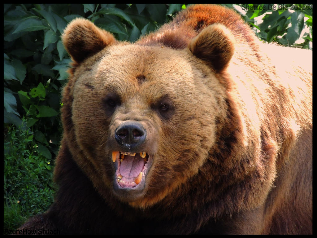 grumpy bear by AzureHowlShilach on DeviantArt