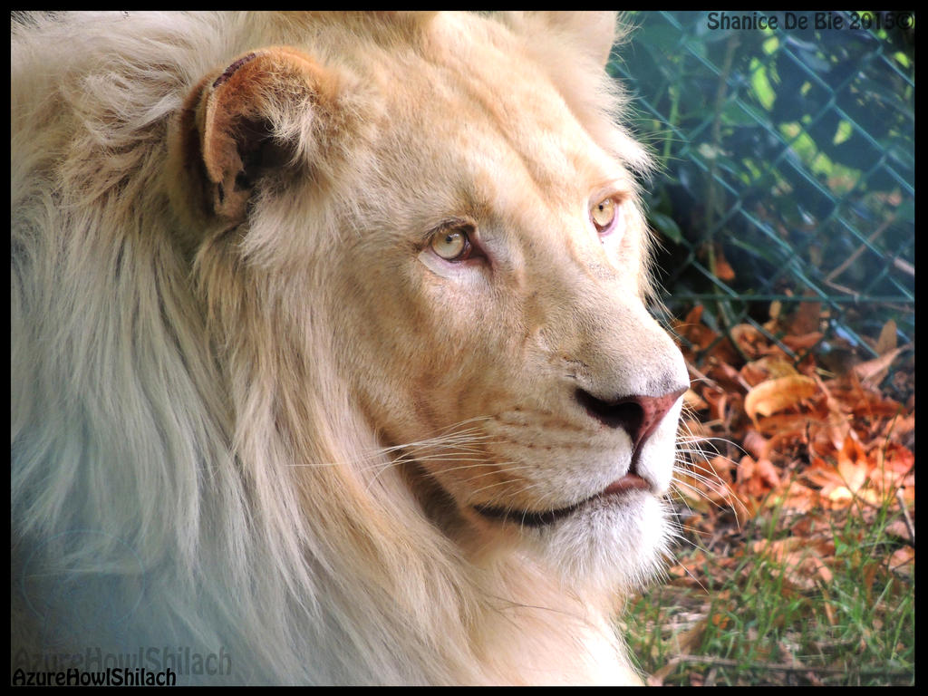 White lion