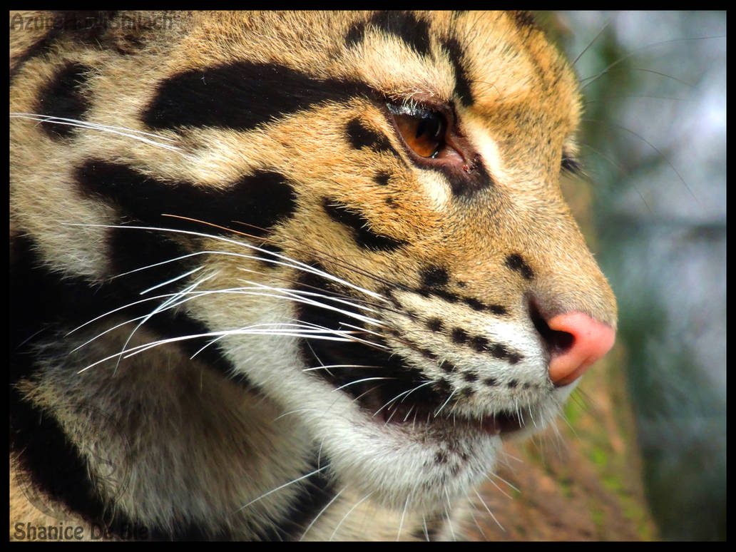 Eyes Of The Clouded Leopard By Azurehowlshilach On Deviantart