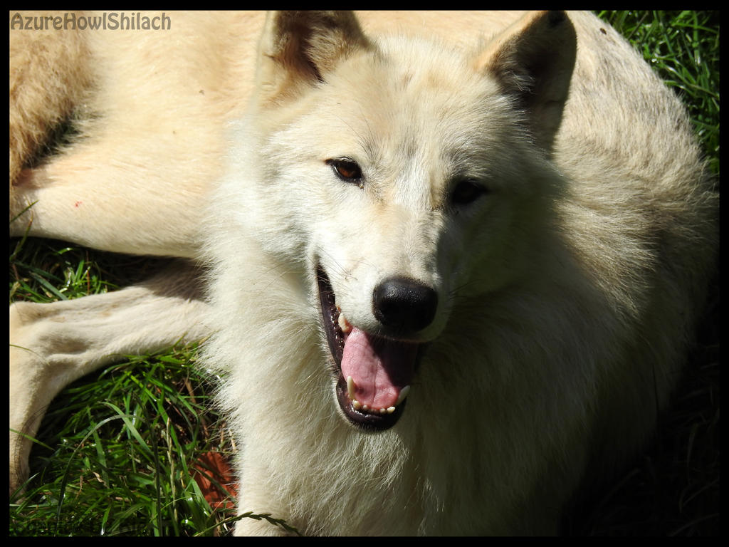 Happy wolf