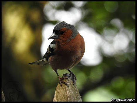 Chaffinch