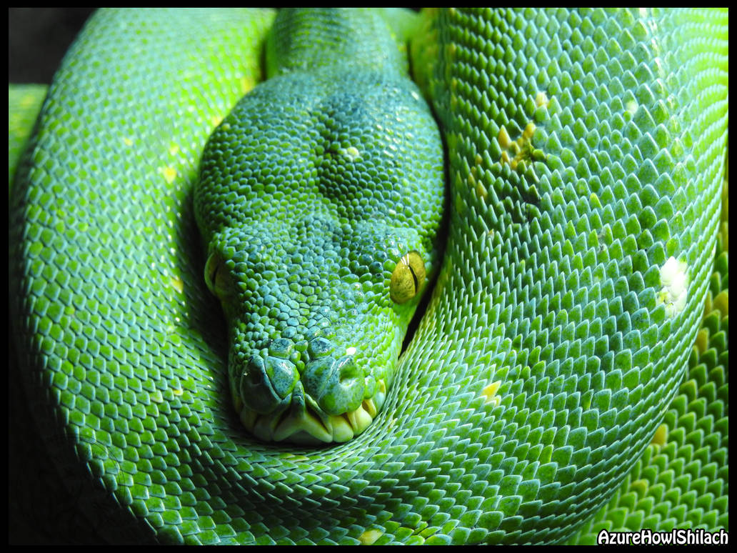 Green tree python by AzureHowlShilach on DeviantArt