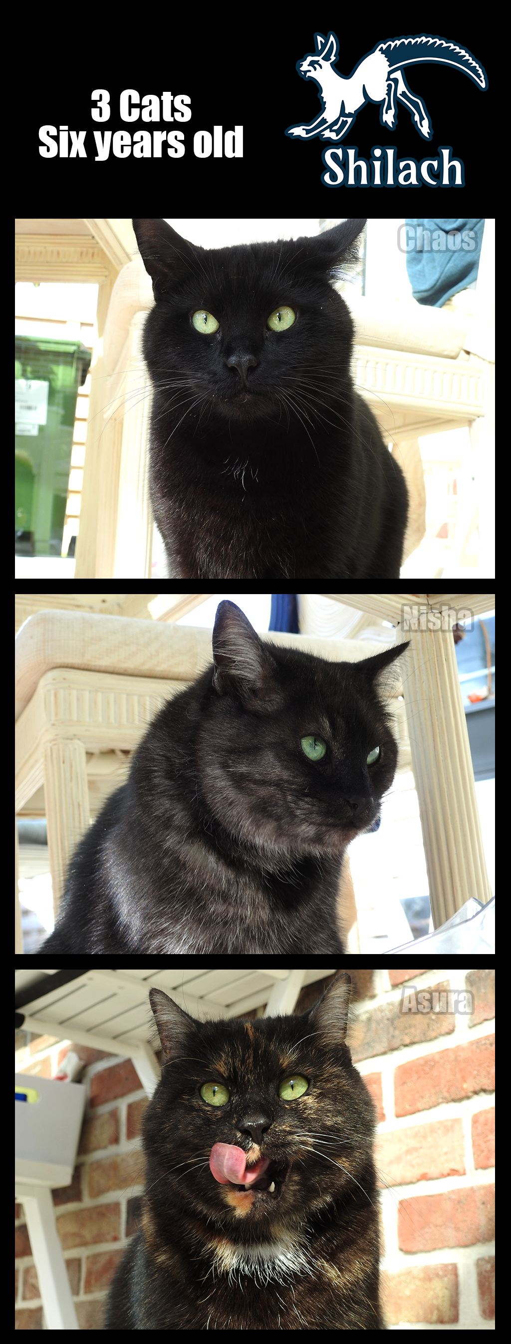 Cats 6 years old by AzureHowlShilach on DeviantArt