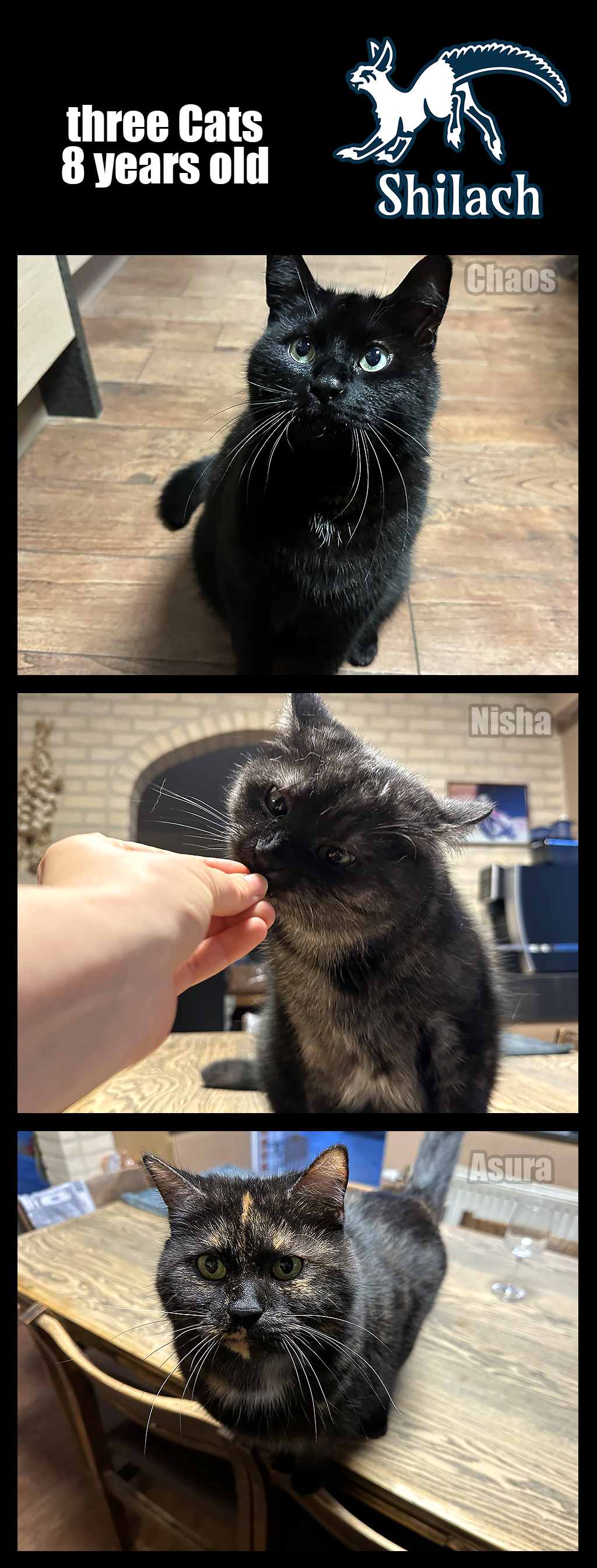 8 years old in best sale cat years