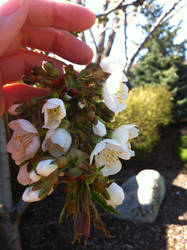 First blossoms of the year