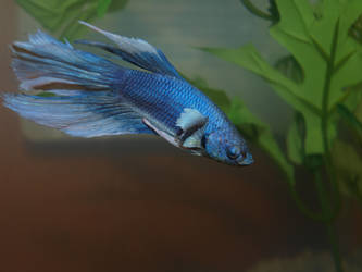 Betta 1