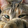 Yeah... I See You