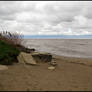 Lake Erie Ducks