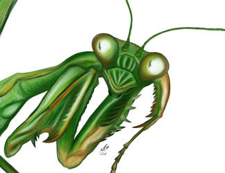 Mantis