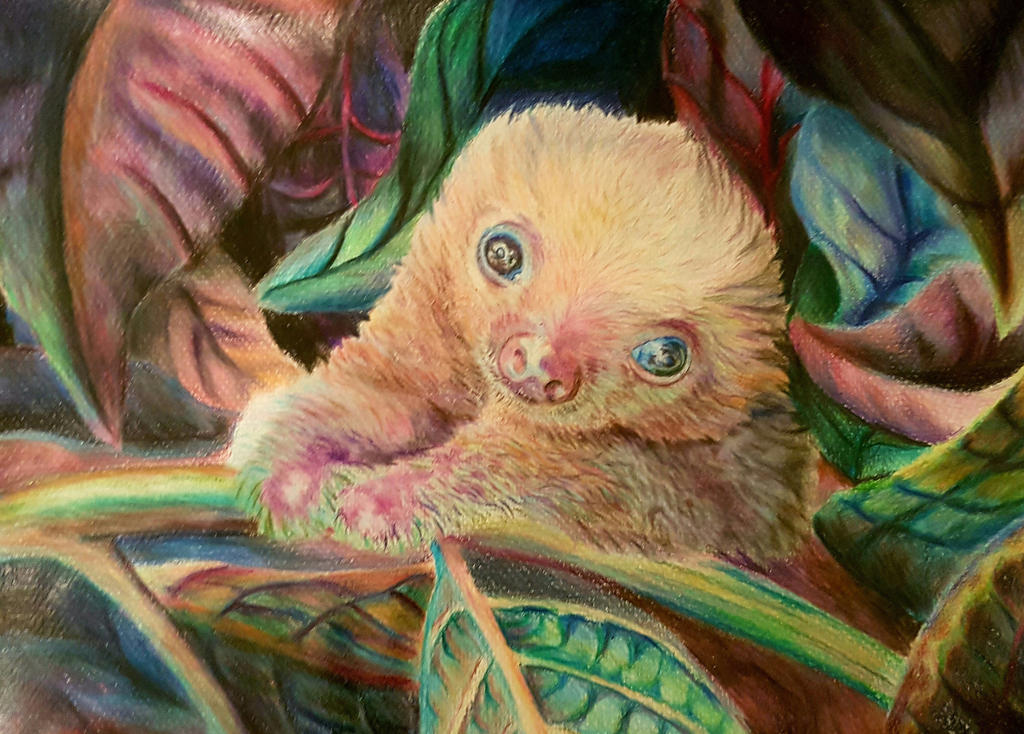 Baby Sloth