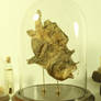 Preserved Mummified Anglerfish Under Glass Dome