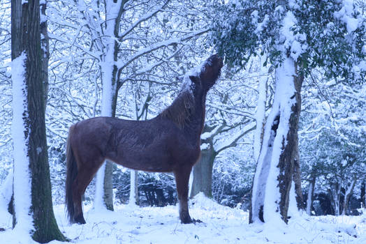 forest pony