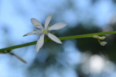 Chlorophytum