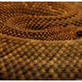 Aruba Island Rattlesnake 001