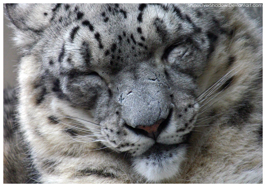 Snow Leopard 004