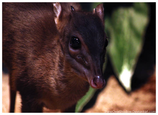 Blue Duiker 002